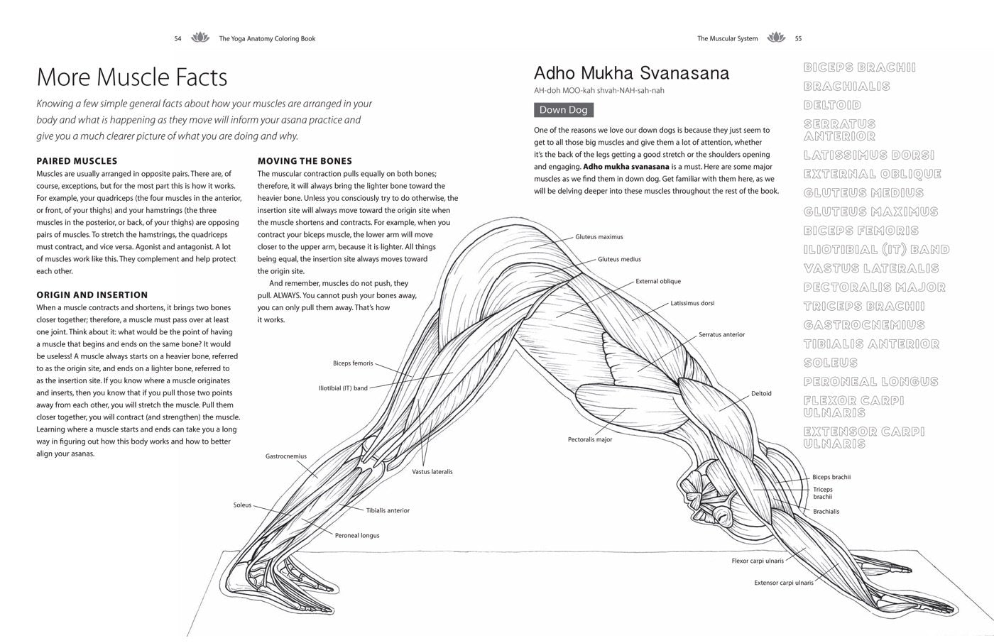 Yoga Anatomy Coloring Book: A Visual Guide to Form, Function, and Movement - An Educational Anatomy Coloring Book for Medical Students, Yoga Enthusiasts, Teachers & Adults (Volume 1)