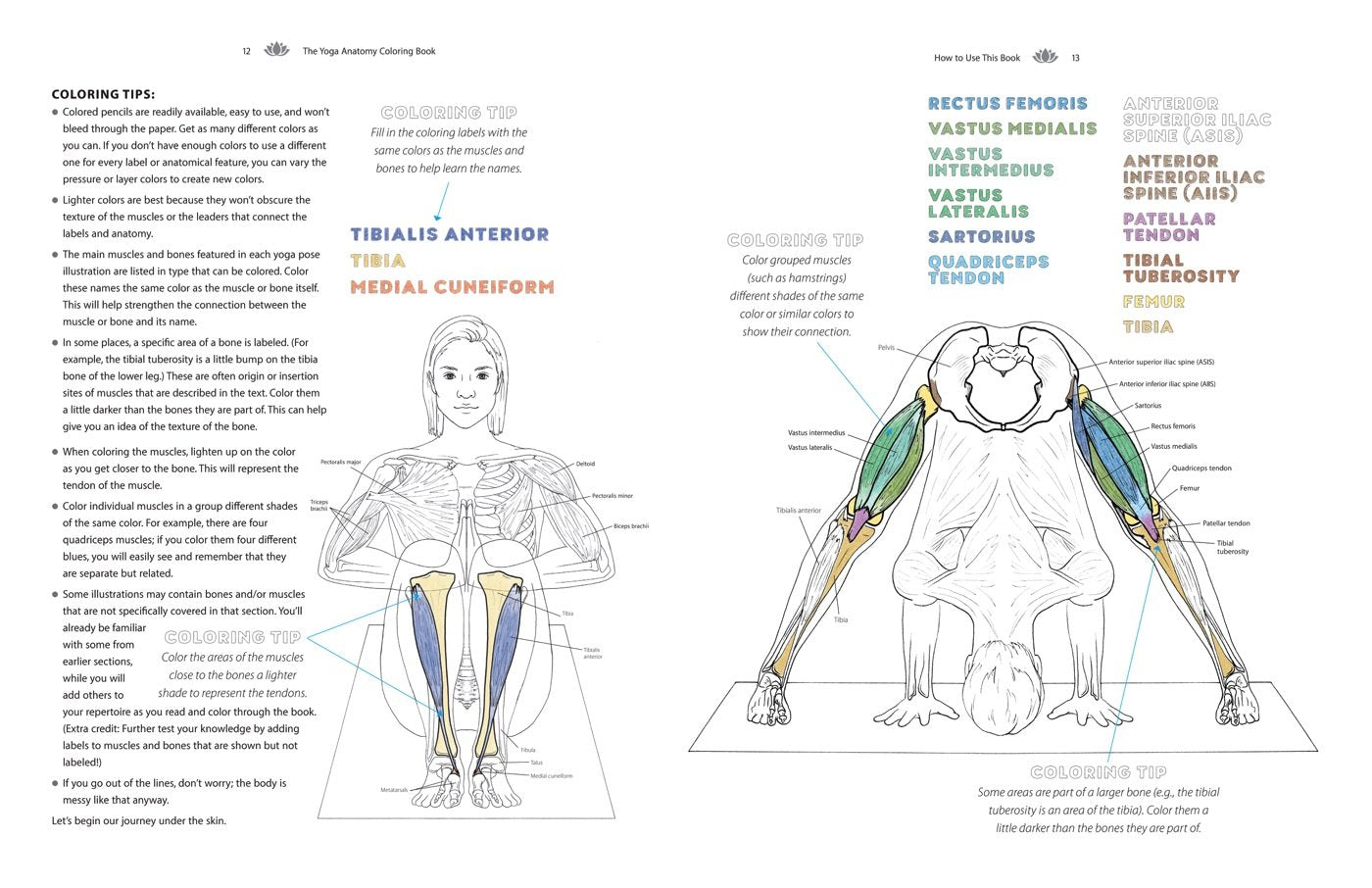 Yoga Anatomy Coloring Book: A Visual Guide to Form, Function, and Movement - An Educational Anatomy Coloring Book for Medical Students, Yoga Enthusiasts, Teachers & Adults (Volume 1)