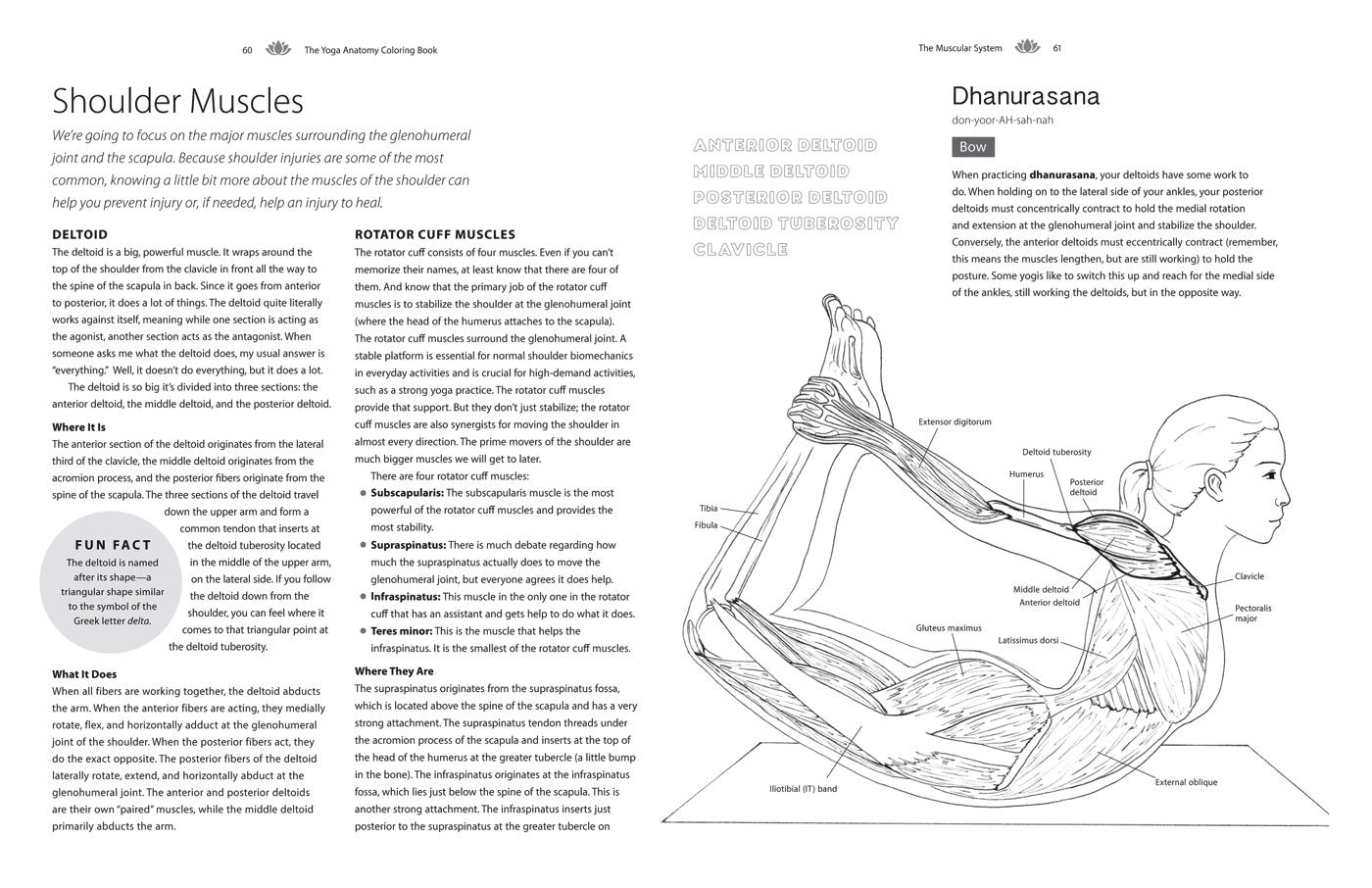 Yoga Anatomy Coloring Book: A Visual Guide to Form, Function, and Movement - An Educational Anatomy Coloring Book for Medical Students, Yoga Enthusiasts, Teachers & Adults (Volume 1)